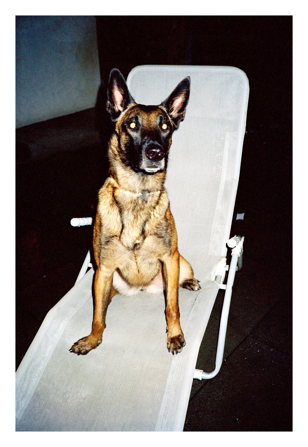 13Photo Fabian Hugo Rettungshund