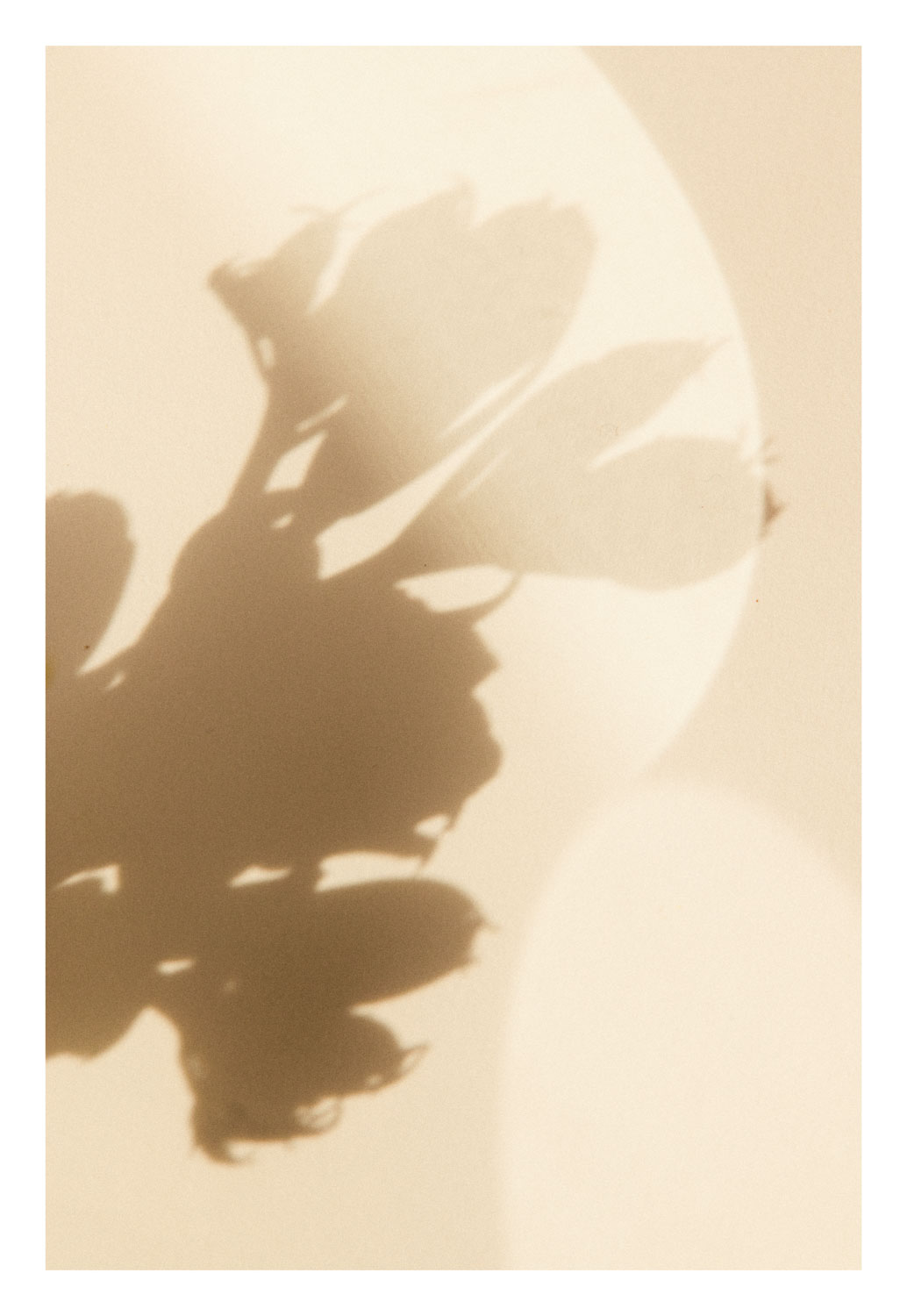 13Photo Filipa Peixeiro - Thank you 1.1