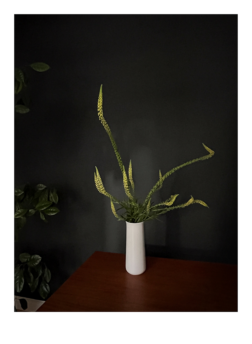 13Photo Gabi Vogt - Reseda