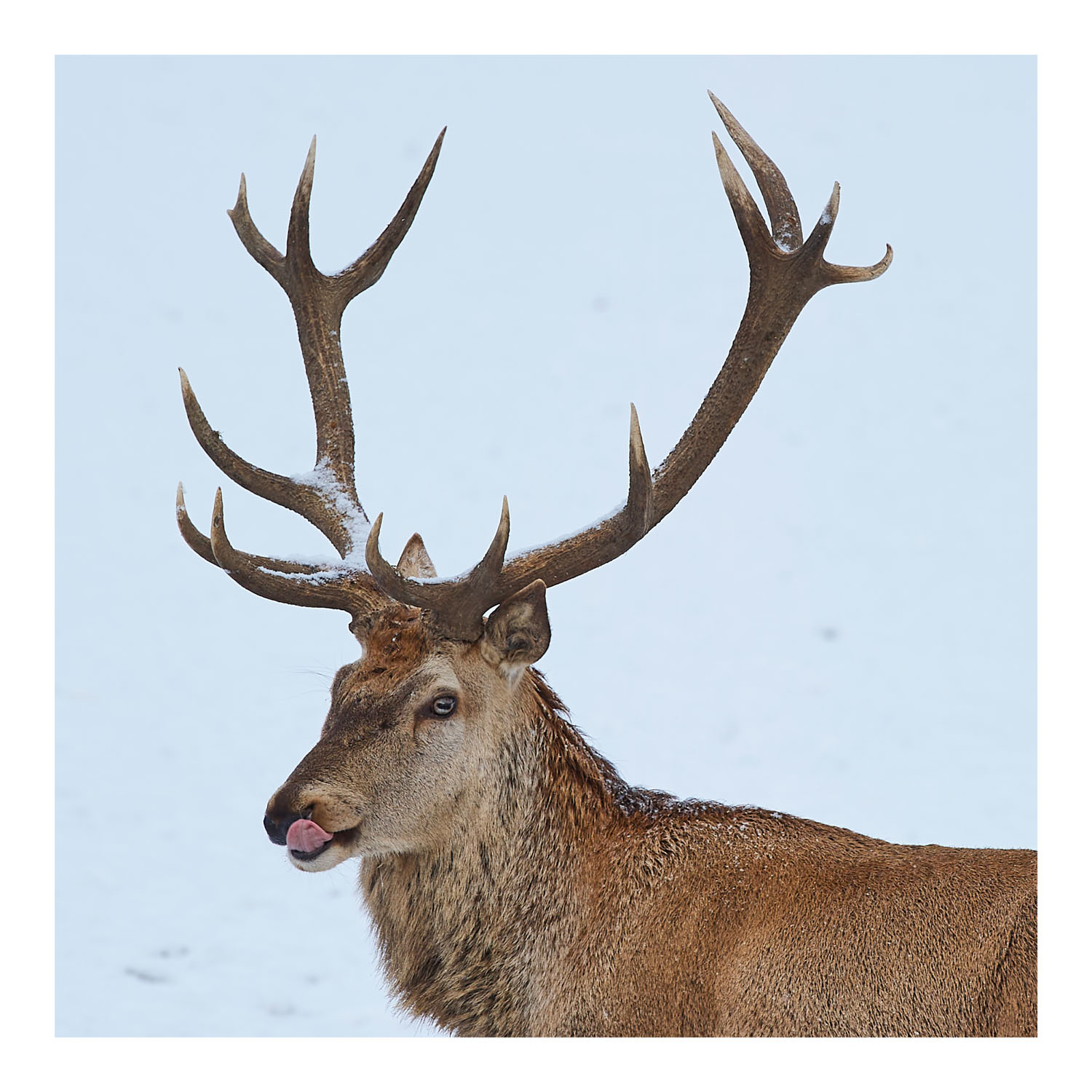 13Photo Gerry Nitsch - Hirsch