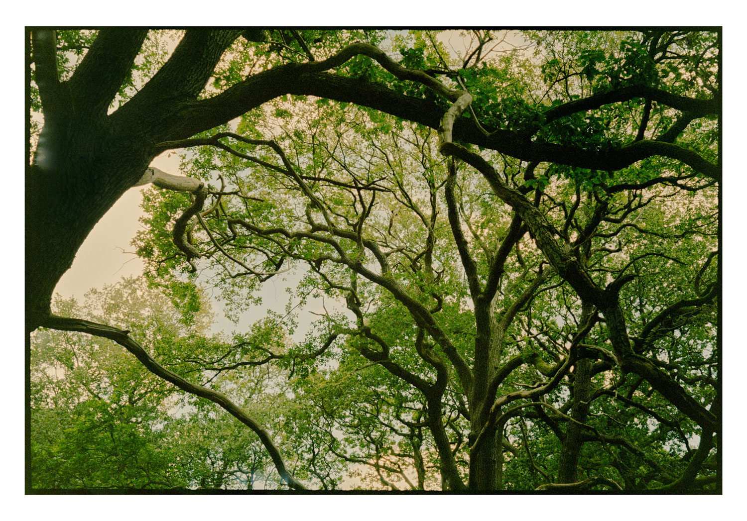 13Photo Silas Zindel Wald