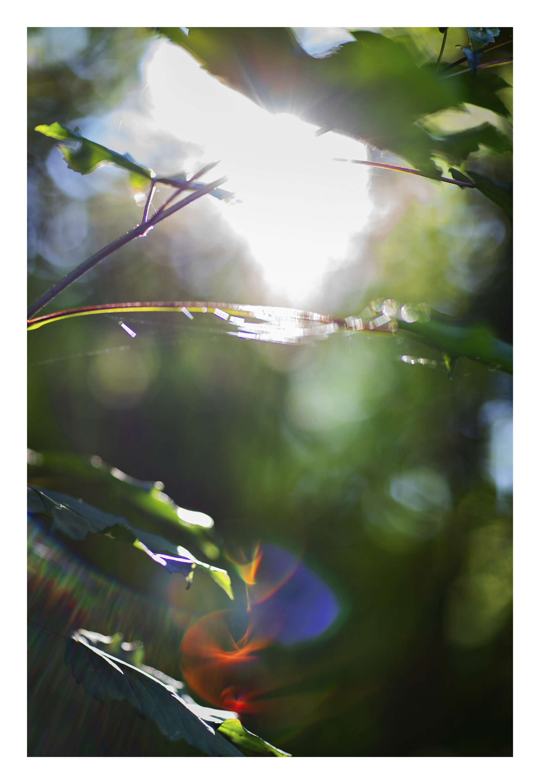 13Photo Stephan Rappo Rayo Flight