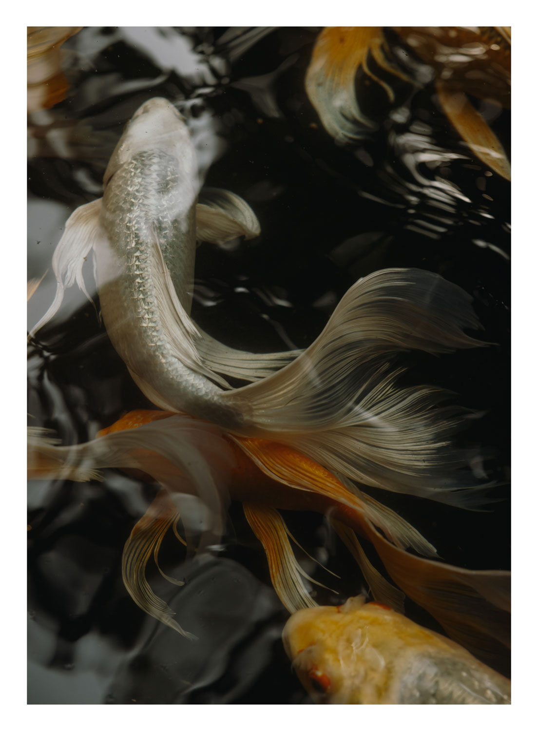 13Photo Ulrike Meutzner Shimoda