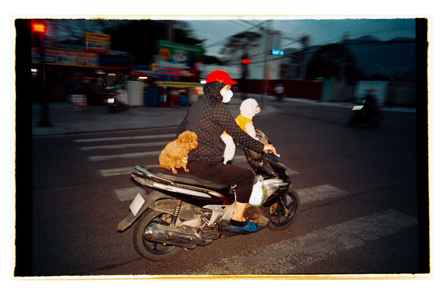 13Photo Yves Bachmann Dogs